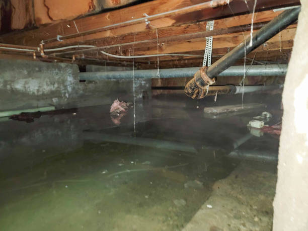  Springdale, NJ Water damage restoration Pros