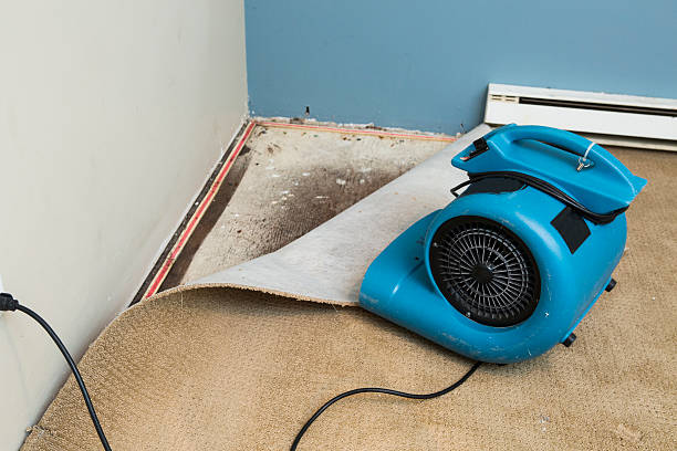 Best Professional water damage repair  in Springdale, NJ